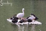 IMG_5505