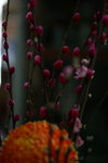 IMG_4729