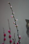 IMG_4747