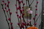 IMG_4795