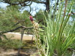 P1100523