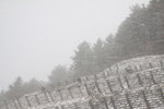 IMG_3454