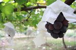 IMG_0794-50D