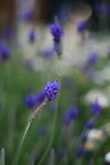 IMG_5253