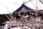 IMG_6783