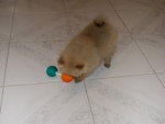 DSCN0674 - 2003.06.02
有玩具玩,開心!