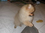 DSCN0708 - 2003.06.27
比飯我食呀!