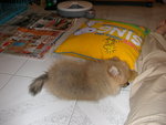 DSCN0720 - 2003.06.28
唔夠飽,褲都唔放過!