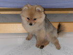DSCN0730 - 2003.07.01
嗚,無面見人呀..