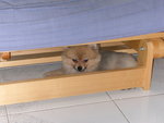 DSCN0737 - 2003.07.01
變身...卷入梳化底