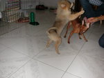 DSCN0958 - 2003.08.09
狗生中第一個朋友 - 多比