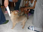 DSCN0961 - 2003.08.09
我玩廁紙筒,你唔好臭我pat pat呀!