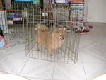 DSCN1185 - 2003.11.22
大家千萬唔好學我,要圍住架,嗚!!