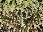 DSC00532