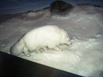 Polar bear))*