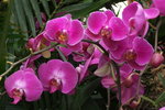 2007香港花卉展覽 007