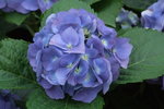 2007香港花卉展覽 008