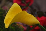 2007香港花卉展覽 010