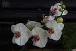 2007香港花卉展覽 029