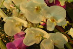 2007香港花卉展覽 077