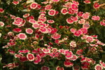 2007香港花卉展覽 087