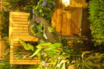 2007香港花卉展覽 107