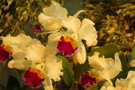 2007香港花卉展覽 127