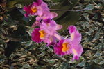 2007香港花卉展覽 128