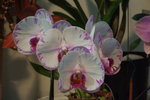 2007香港花卉展覽 135