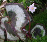 孤芳自賞