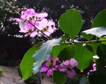 花1