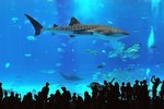 水族館最引人注目的是這個名為「黑潮之海」的大水族缸