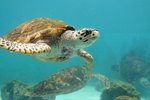 睇完海豚就去「海龜館」睇海龜。