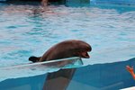 美之海水族館隔鄰就是海豚劇場