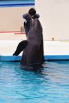 表演講難度雖然不及海洋公園，但卻很能表現海豚可愛的一面呢！