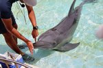 現正進行在「海豚解說」的環節，可惜是全日文，我們完全不知解說了什麼…