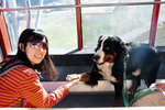吊車上的伯恩山犬，好可愛，會比手手呢！