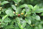 ficus