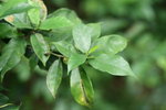 ficus葉