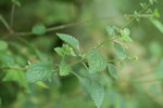 香茶菜