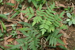 紫萁 大植株
