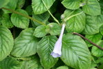 Didymostigma obtusum 雙片苣苔，鈍葉苣苔