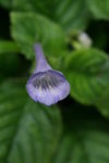 鈍葉苣苔花