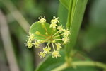 菝葜花
