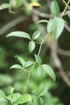金櫻子葉