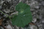 IMG_8701