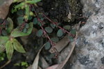IMG_8787