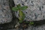 IMG_8790