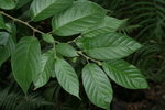 黃毛五月茶