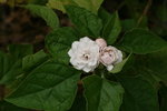 重瓣臭茉莉